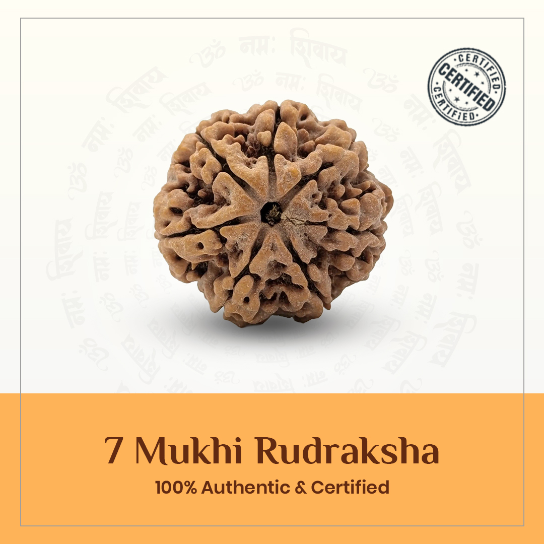 7 mukhi - Laxmi rudraksha