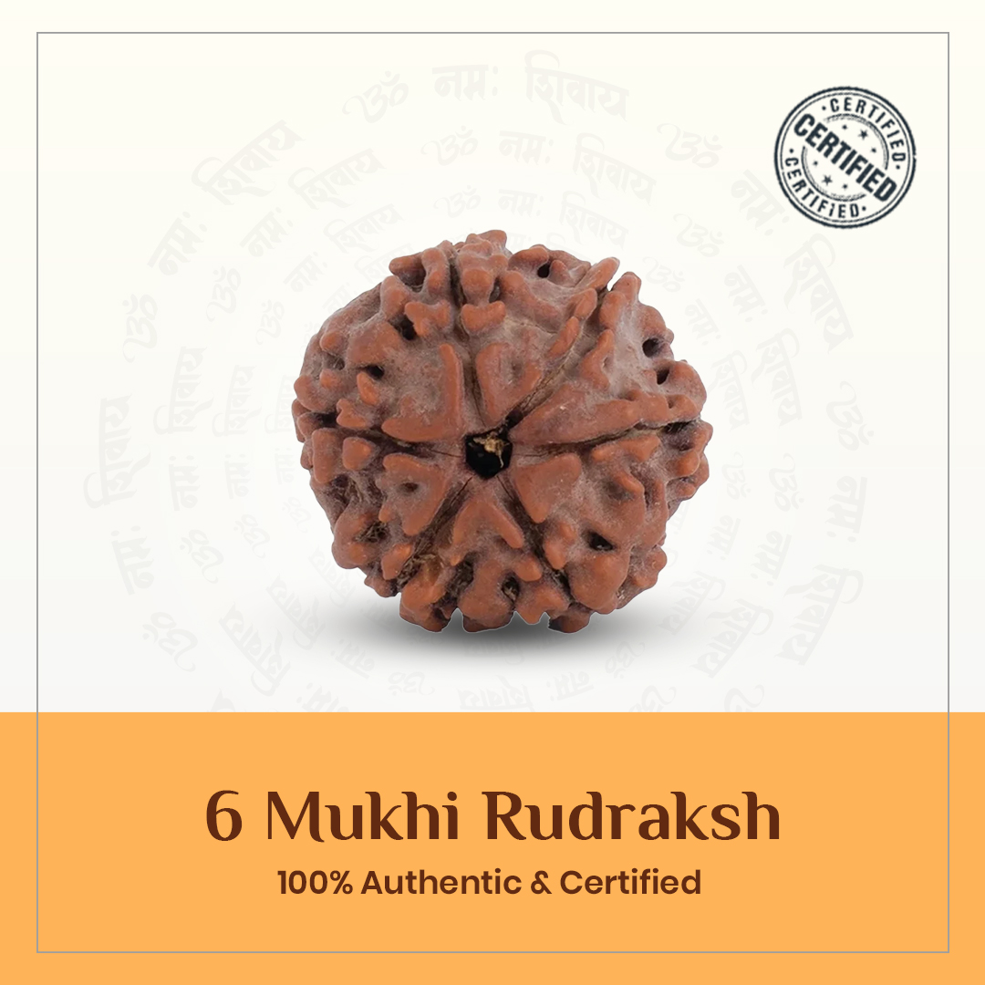 6 Mukhi Rudraksha