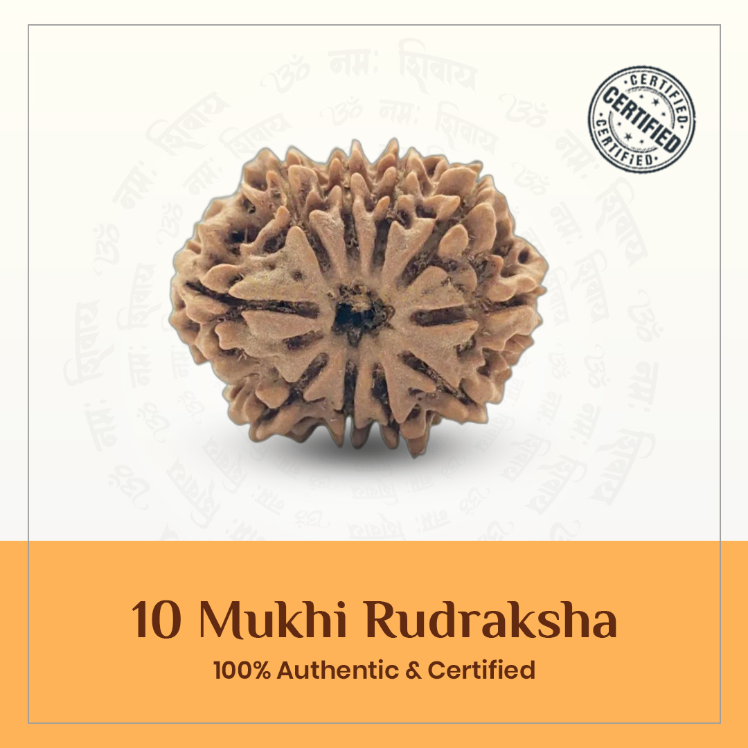 10 Mukhi Rudraksha
